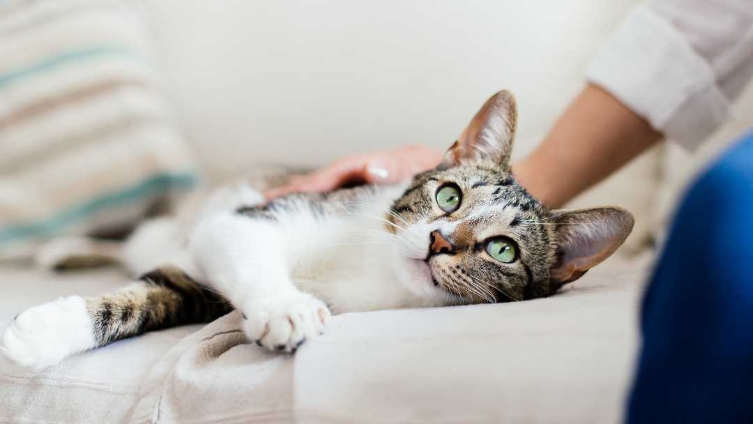 Over the counter shop eye ointment for cats